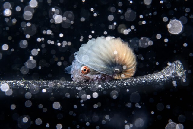 Photo of Захватывающие фотографии победителей конкурса 2023 Ocean Photographer Of The Year (26 фото)