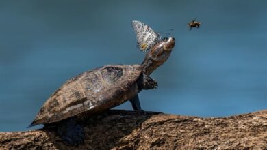 Photo of Впечатляющие фотографии живой природы, которые вам стоит увидеть (30 фото)