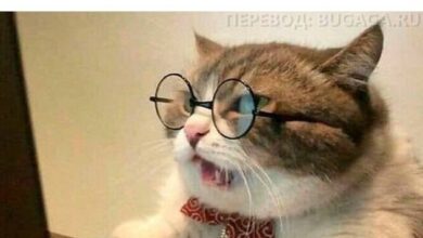 Photo of Прикольные мемы про «Чёрную пятницу» (11 шт)
