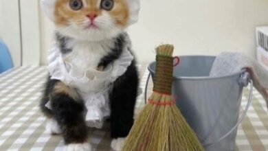 Photo of Смешные и забавные кошки — лучшие улучшатели настроения! (28 фото)