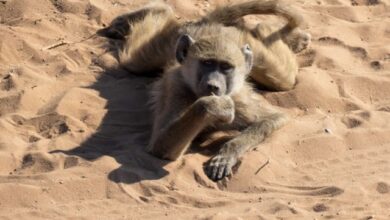 Photo of Приготовьтесь смеяться: конкурс Nikon Comedy Wildlife Awards 2025 уже открыт для заявок! (17 фото)