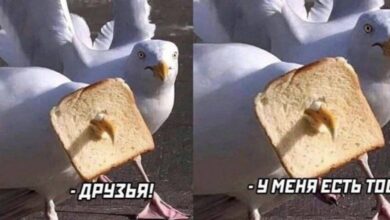 Photo of Пятничные прикольные картинки: «Друзья! У меня есть тост!» (39 фото)