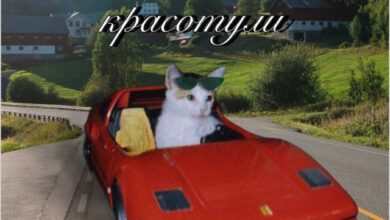 Photo of Мемный зоопарк — дикие фото, мемы и уморительные приколы | Bugaga