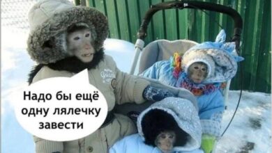 Photo of Мемы, которые ломают реальность — убойные приколы и смешные фото | Bugaga
