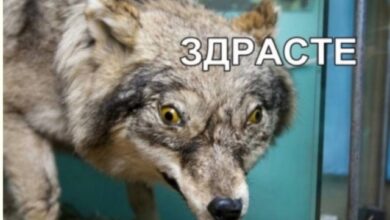Photo of Абсурд, любовь и клавиша Delete — приколы | Bugaga