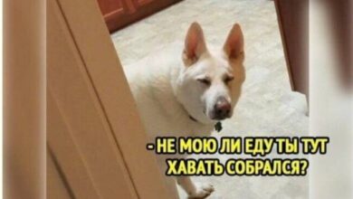 Photo of Мозг сказал «не сегодня» — приколы | Bugaga