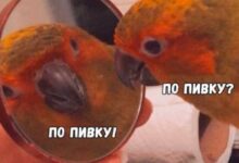 Photo of Тыц