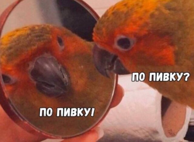 Photo of Тыц