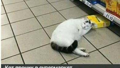 Photo of Проклятие миллениалов и зумеров — смешные фото/мемы/приколы | Bugaga