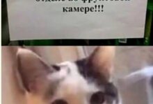 Photo of Слон в посудной лавке и ты — мемы | Bugaga