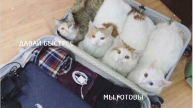 Photo of Ошибка 404: Адекватность не найдена, но мы и не искали — приколы дня | Bugaga