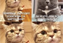 Photo of Лучшие мемы про работу: 15 смешных картинок | Bugaga.ru