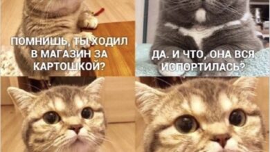 Photo of Лучшие мемы про работу: 15 смешных картинок | Bugaga.ru