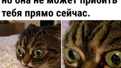 Photo of Подборка мемов на сегодня — смех без повода | Bugaga.ru