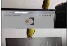 Photo of Мемы про котов, людей и вечную борьбу с жизнью | Bugaga.ru